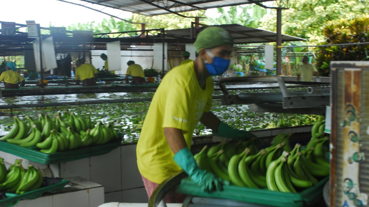 El empaque de banano no tiene problemas.