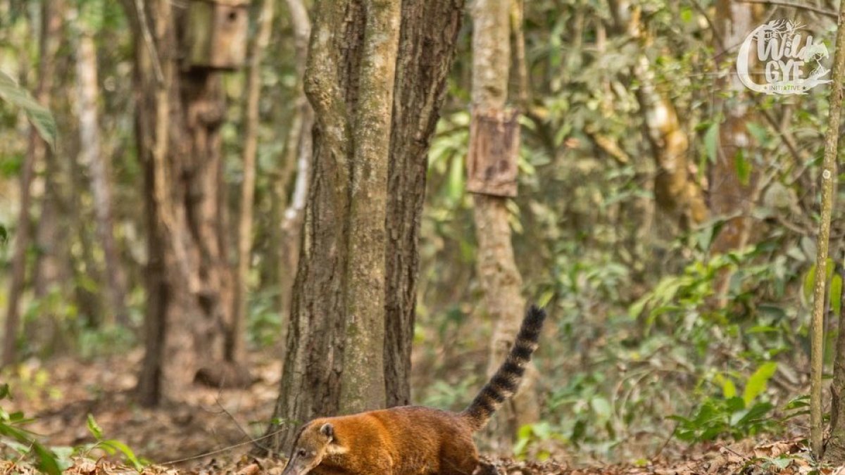 Naturaleza. Fotografía captapa en Cerro Blanco, uno de los pulmones de Guayaquil y donde se encuentran decenas de especies.