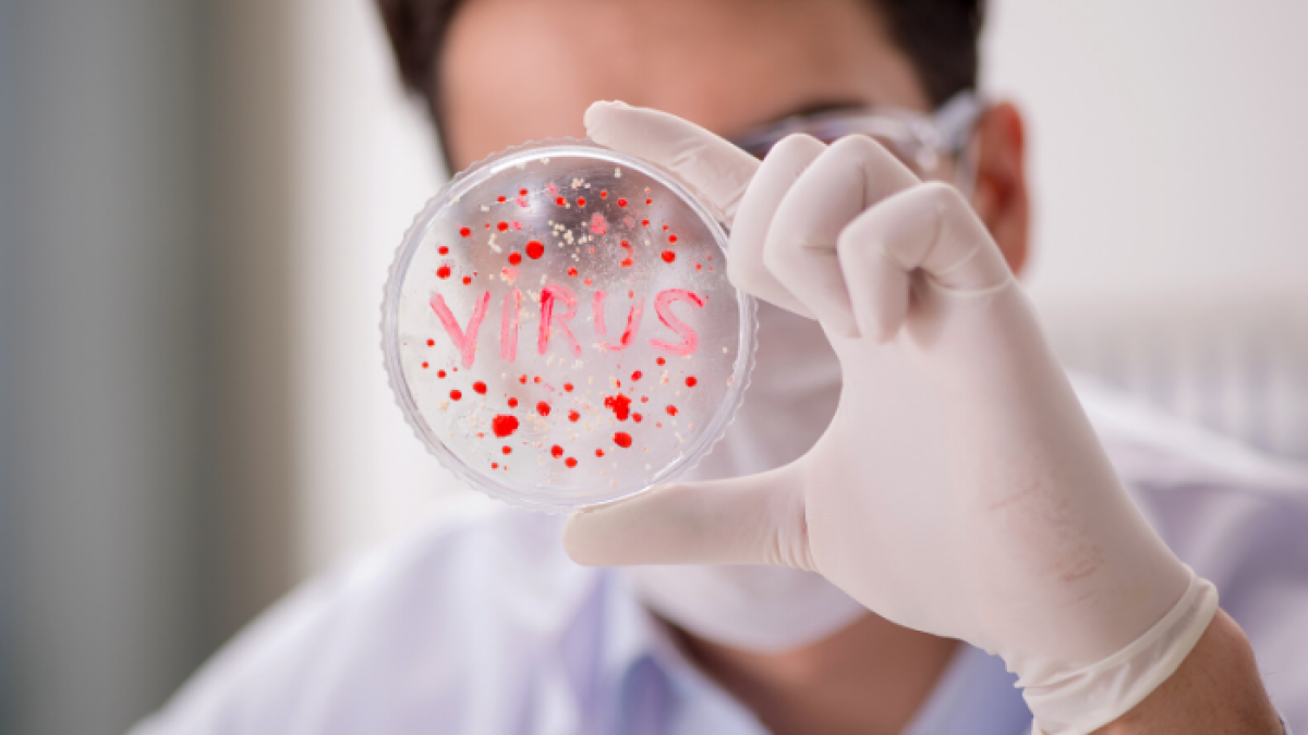 Nueve macacos adultos fueron infectados con el virus SARS-CoV-2.