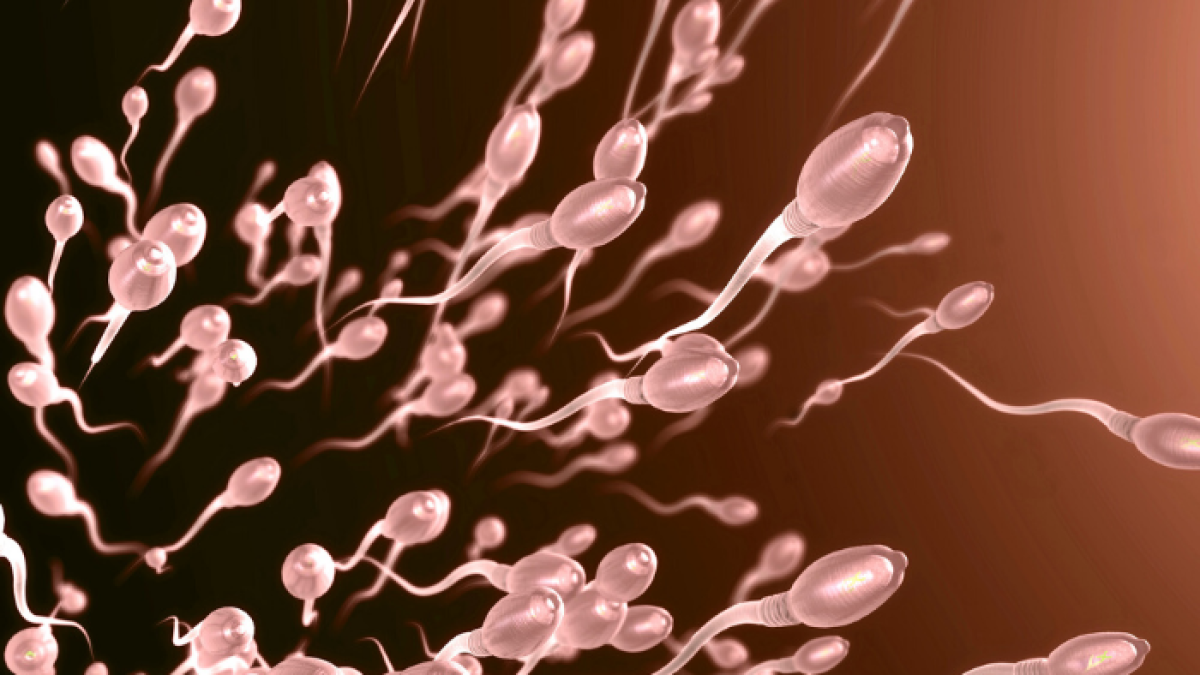 Cada espermatozoide contiene 37,5 MB de información.