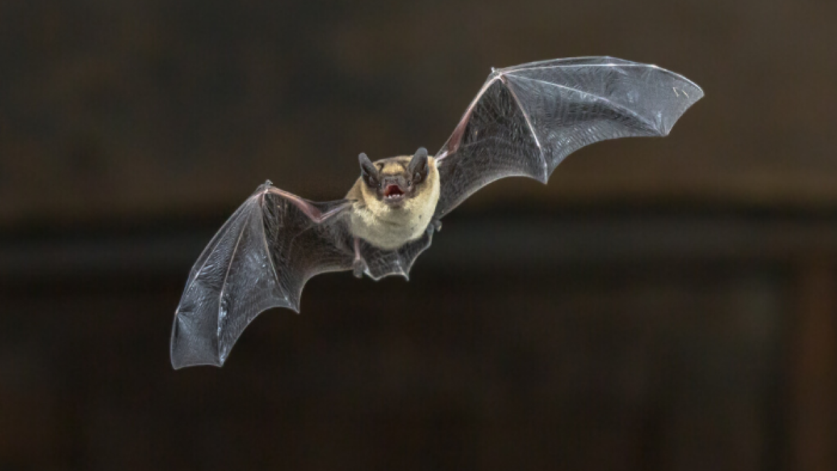 Este murciélago, conocido comúnmente como roseto, es un animal emblemático en Nueva Caledonia.