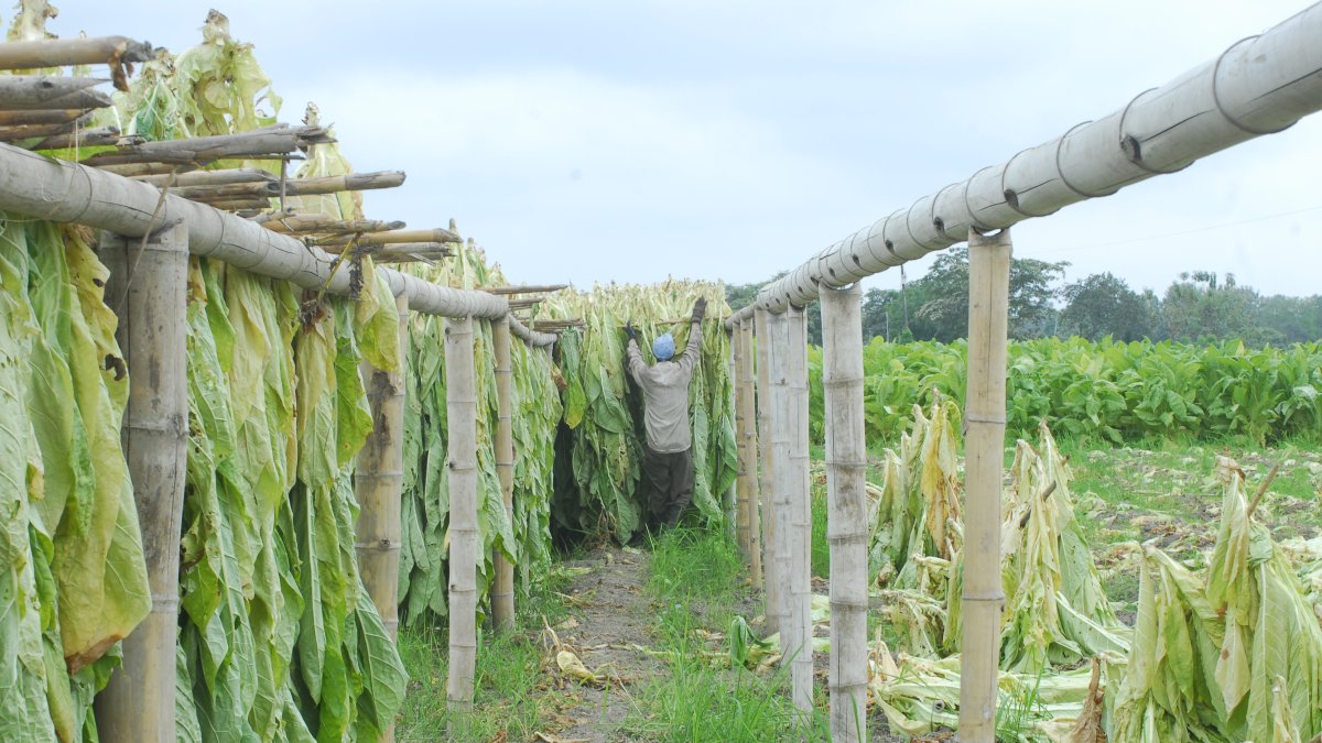 El el recinto La Porfía dejaron de sembrar tabaco.
