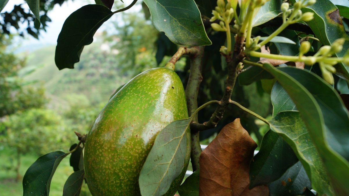 La resolución obviaba los requisitos regulares que deben cumplir los importadores de frutas y hortalizas a nivel nacional.