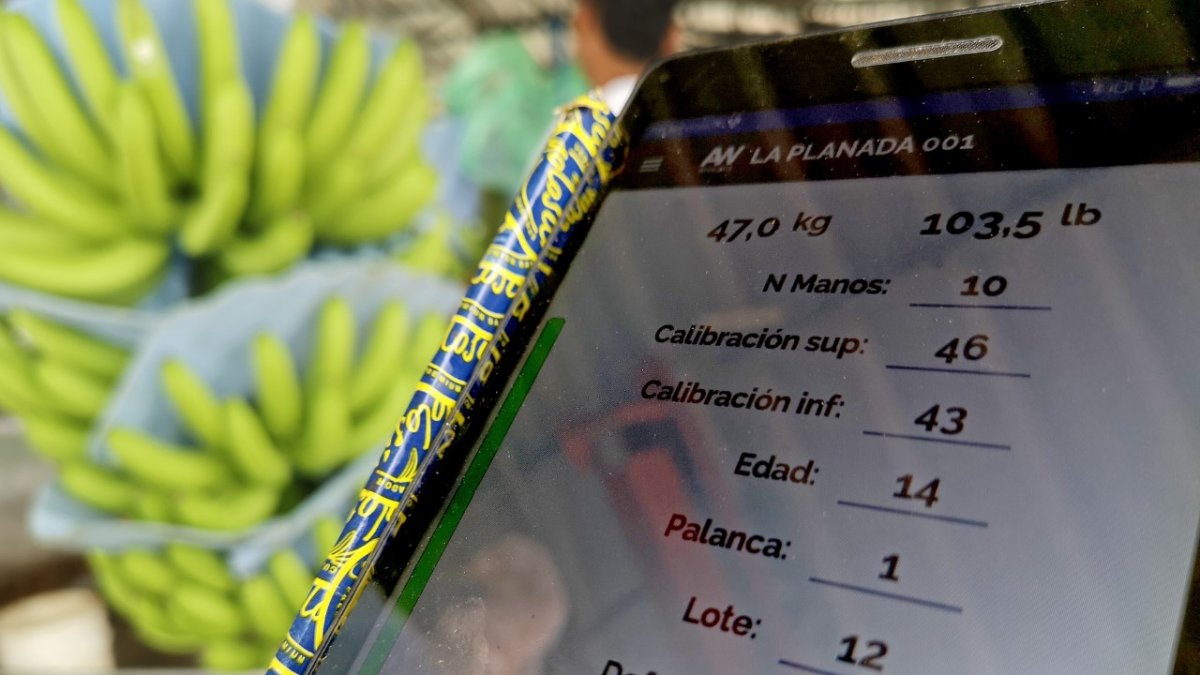 El pesaje es clave para conocer la productividad.