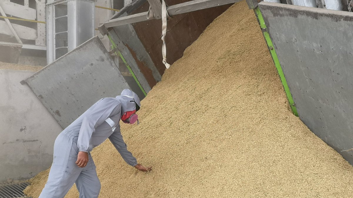 Las plantas de arroz no dejan de trabajar en Yaguachi