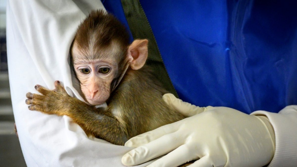 Un empleado de laboratorio sostiene en brazos a un bebé de mono en el Centro Nacional de Investigación de Primates de Tailandia, en la Universidad de Chulalongkorn, en Saraburi, el 23 de mayo de 2020.