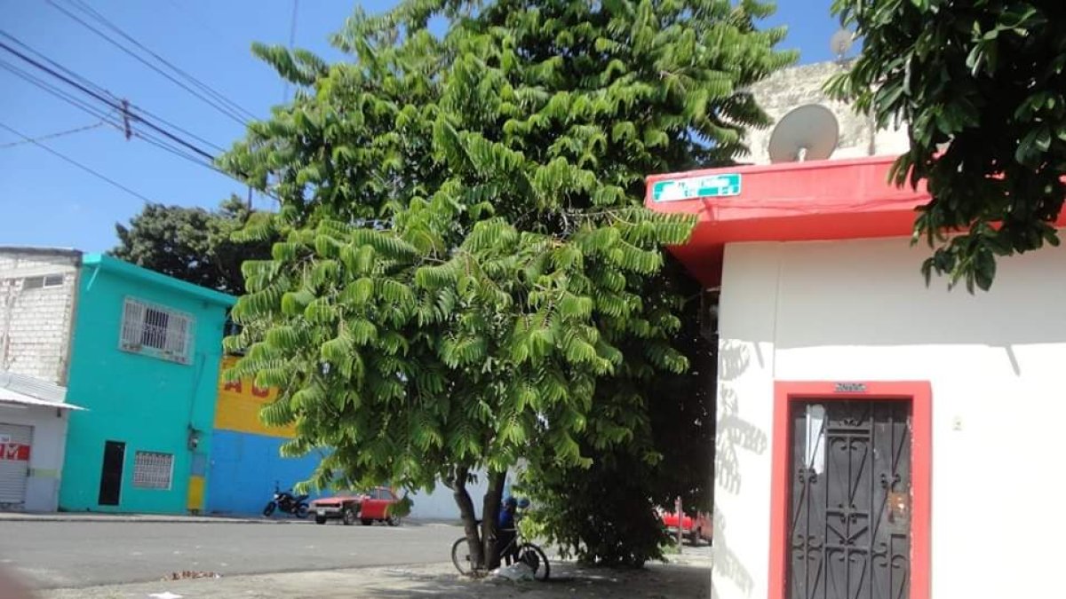 Uno de los árboles que se deben podar en el barrio Garay, en Guayaquil, y que sus ramas están topando los cables de energía eléctrica.
