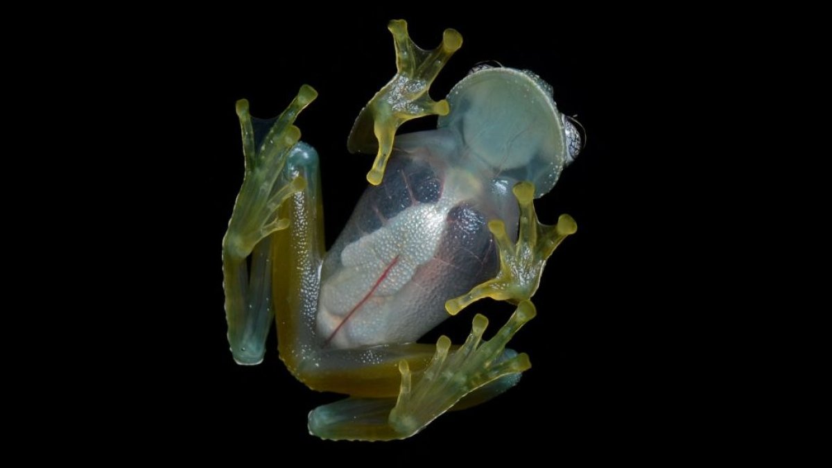 No se trata de un capricho de la naturaleza, la transparencia de esta rana tiene una razón de supervivencia esencial.