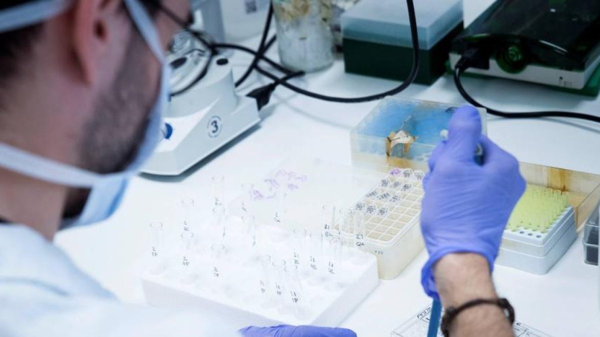 Los científicos encontraron un alto riesgo de infección grave por coronavirus entre aquellas personas de ascendencia europea que portaban dos copias defectuosas del gen APOE e4e4.