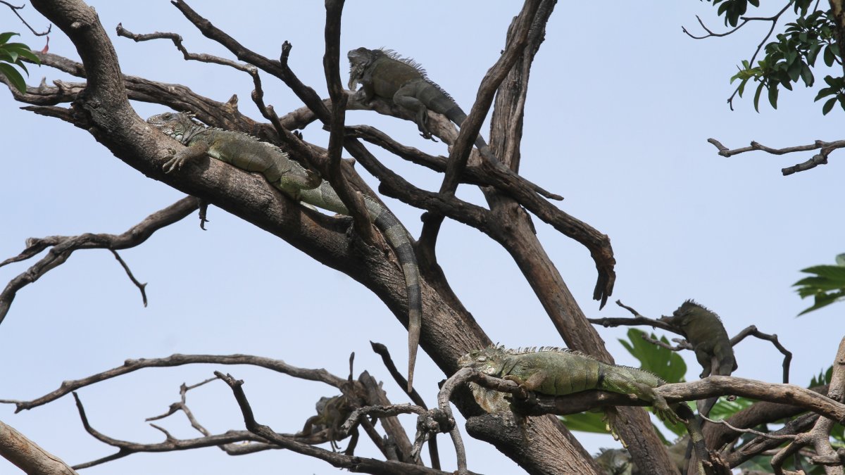 En el parque Seminario hay alrededor de 200 iguanas.