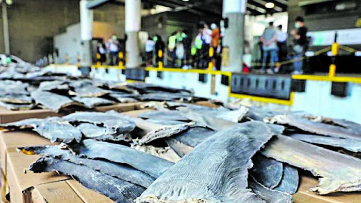 En Hong Kong fueron incautadas aletas de tiburón.