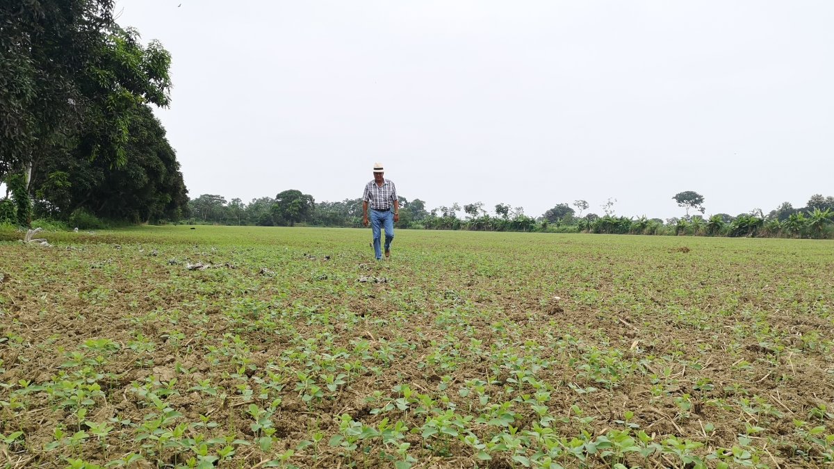 Washington Núñez produce soja en la vía Babahoyo-Montalvo.