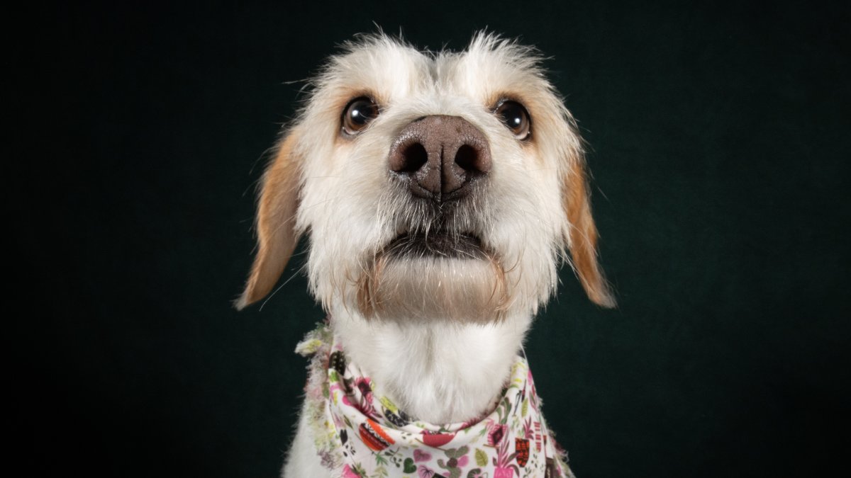 Tras vivir en el abandono, Olivia logró ser rescatada. Su vida tuvo un cambio radical.