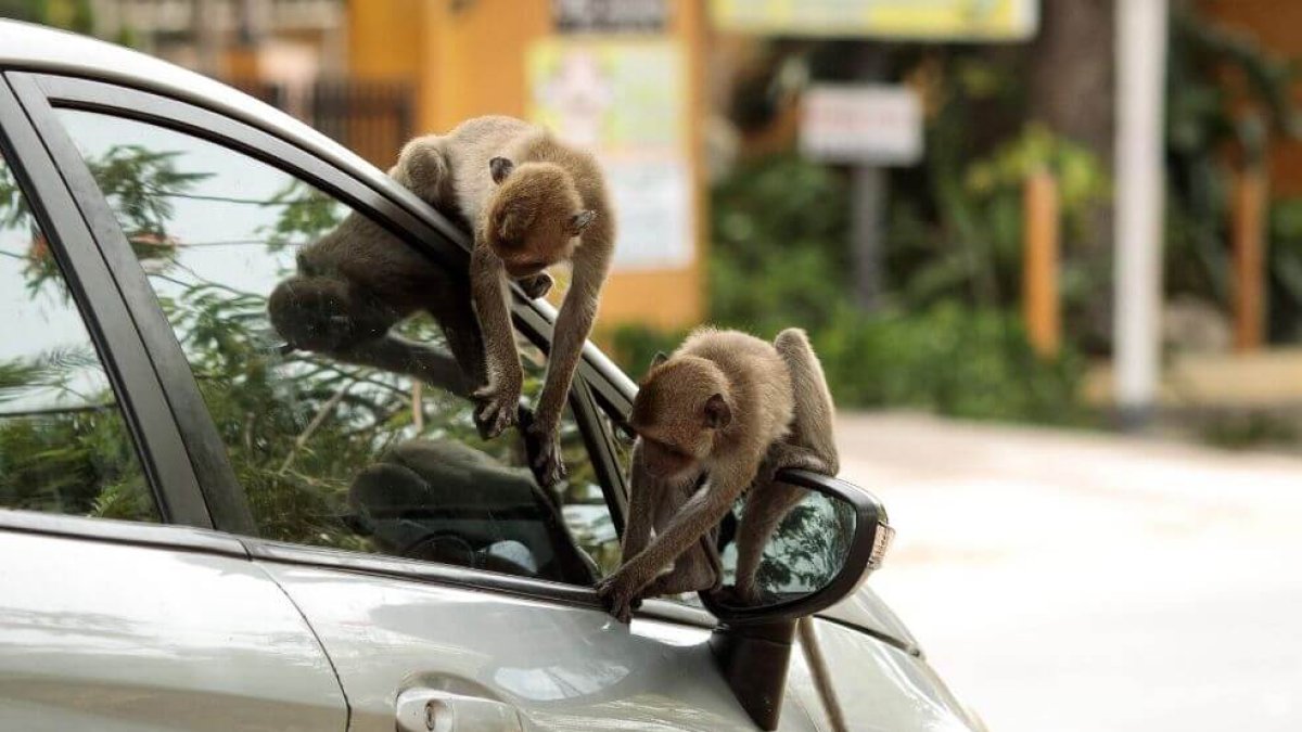 Referencial. Aunque se ha detectado coronavirus en algunos animales, no se ha demostrado que estos trasmitan el virus a seres humanos.