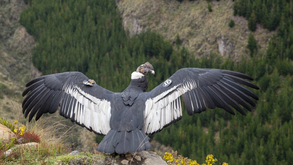 La liberación de Iguiñaro se produjo en una zona considerada como un santuario para el cóndor andino de Ecuador.