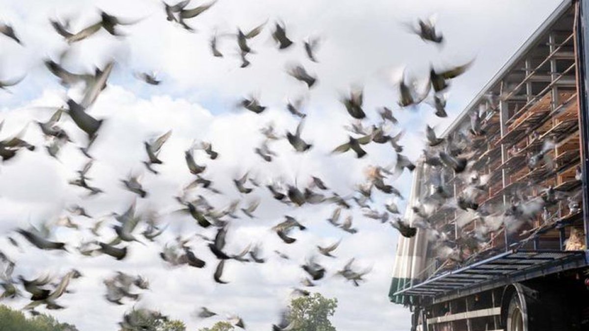 Las carreras de palomas es el primer deporte que se practica en suelo inglés desde marzo.