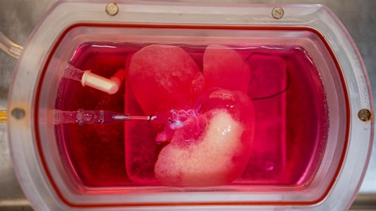 Un minihígado creado desde células de piel humana convertidas en células de hígado especializadas.