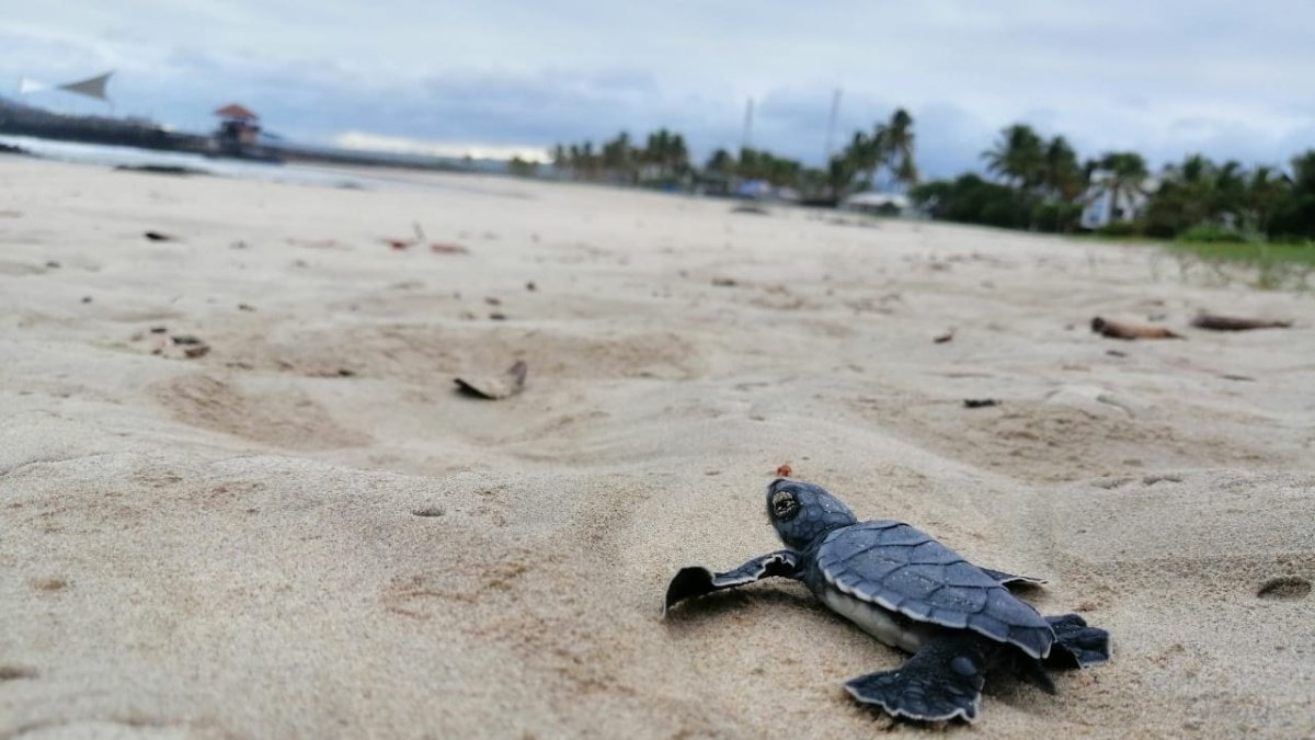 ISLAS GALÁPAGOS. En fotografía cedida por el Parque Nacional Galápagos (PNG), se observan a una tortuga recién nacidas camino hacia el mar el 31 de mayo de 2020 en Playa Grande en la Isla Isabela.