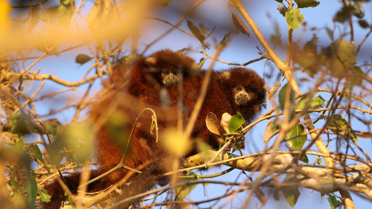 Las especies amenazadas por el hombre son como el ladrillo de una casa. Si desaparecen, la casa de derrumbará.