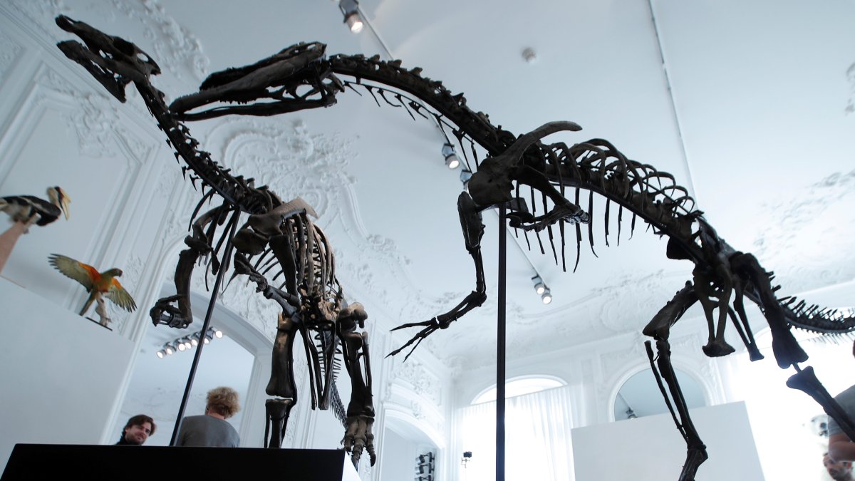 Dos esqueletos de dinosaurios, un Allosaurus y un Camptosaurus fueron subastados en París, en noviembre de 2018.