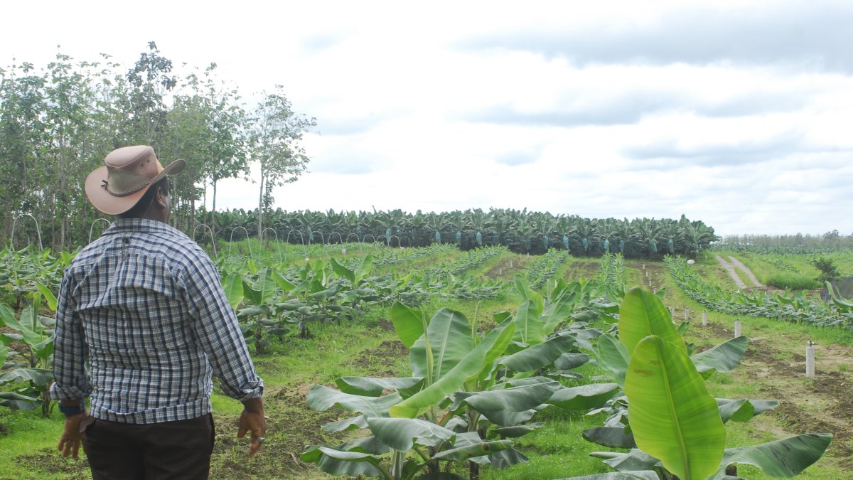 El banano ha tenido buenos precios.