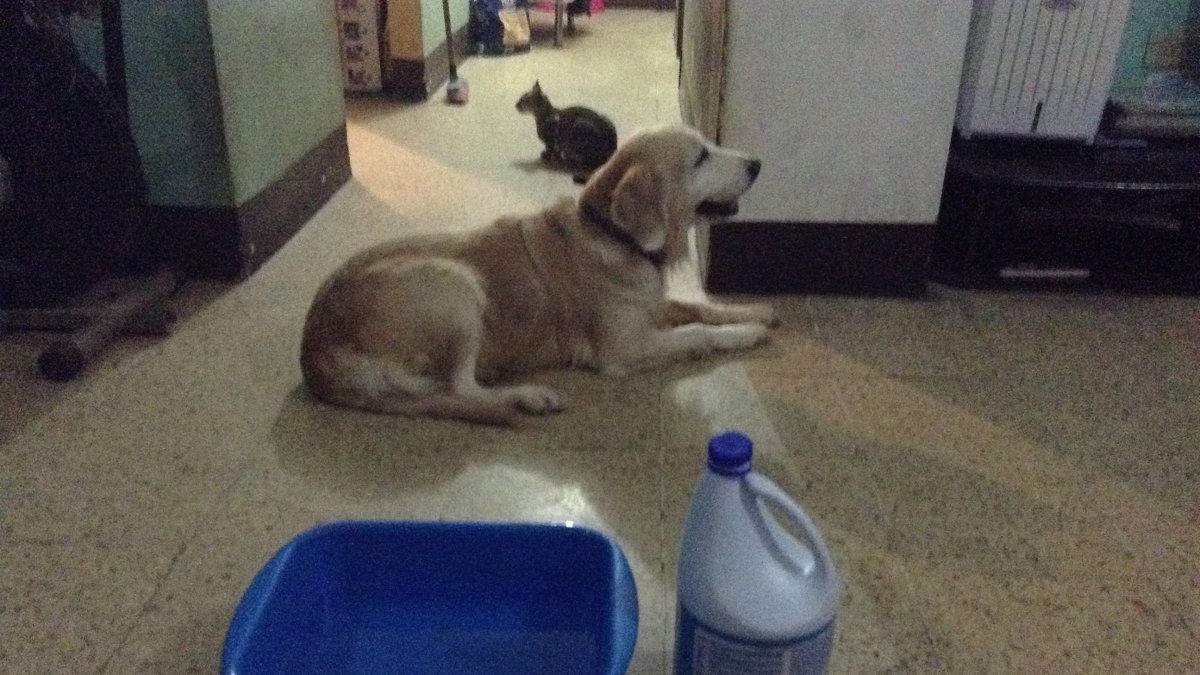 Los médicos recomiendan cuidar a las mascotas cuando se utilicen productos químicos de limpieza en el hogar y evitar en lo posible que queden a su alcance.