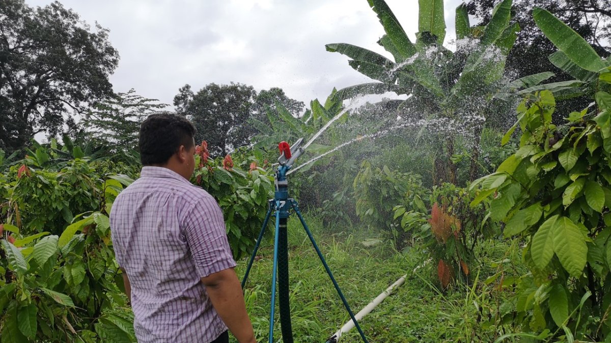 En las plantaciones de cacao el aspersor o cañón se mueve de un lado a otro para mojar la mayor cantidad de superficie.