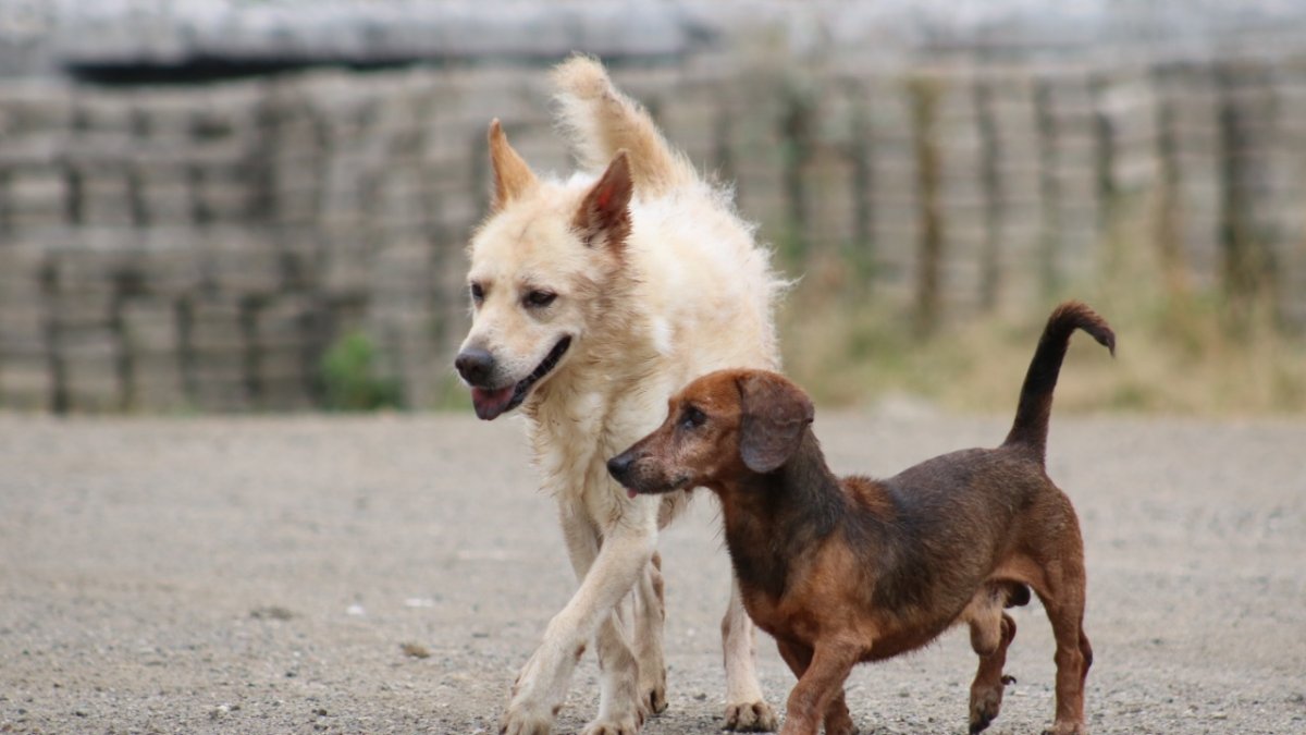 Hecho. En la imagen, dos de los doce canes que esperan que una familia decida integrarlos a su hogar.