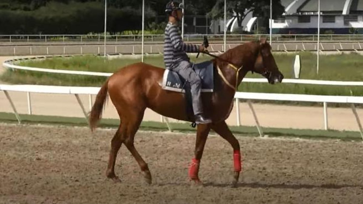 El ejemplar ganó las dos primeras carrera de la Triple Corona del año 2016, en general en 15 participaciones logró 8 primeros.