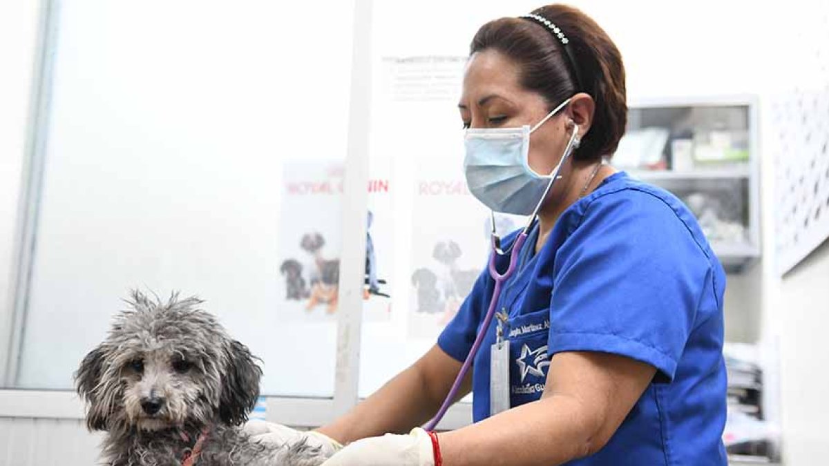 Foto referencial de una veterinaria atendiendo a un perro.