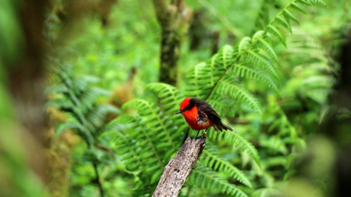 El pájaro brujo, considerado endémico de Galápagos desde 2016, ha sido registrado en una decena de islas del archipiélago.