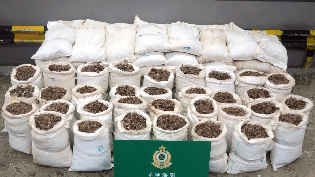 Esta foto de archivo muestra una incautación, en Hong kong, de aproximadamente 1,800 kilogramos de escamas de pangolín