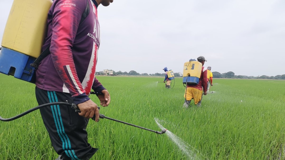 En Los Ríos se prueba una semilla peruana.
