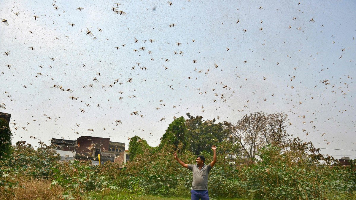 ALLAHABAD. Un hombre camina bajo la sombra que generan las langostas, que invaden no solo las zonas agrícolas de Paquistán e India, sino a media docena de países de África Oriental.