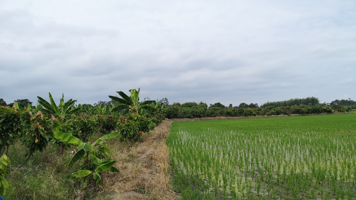 El arroz se ha vuelto a sembrar en Jujan.