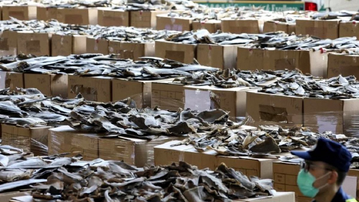 Un cargamento de aletas de tiburón fue decomisado en Hong Kong.