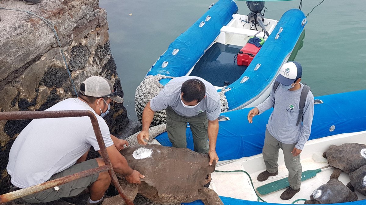 GALÁPAGOS. Funcionarios del parque nacional cargan en un bote 15 quelonios, entre ellos al famoso Diego, para repatriarlos a la isla Española.