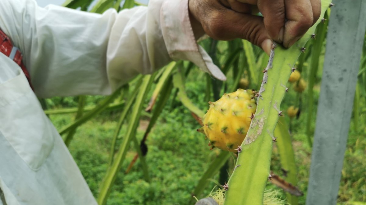 La pitahaya tiene pocos mercados.