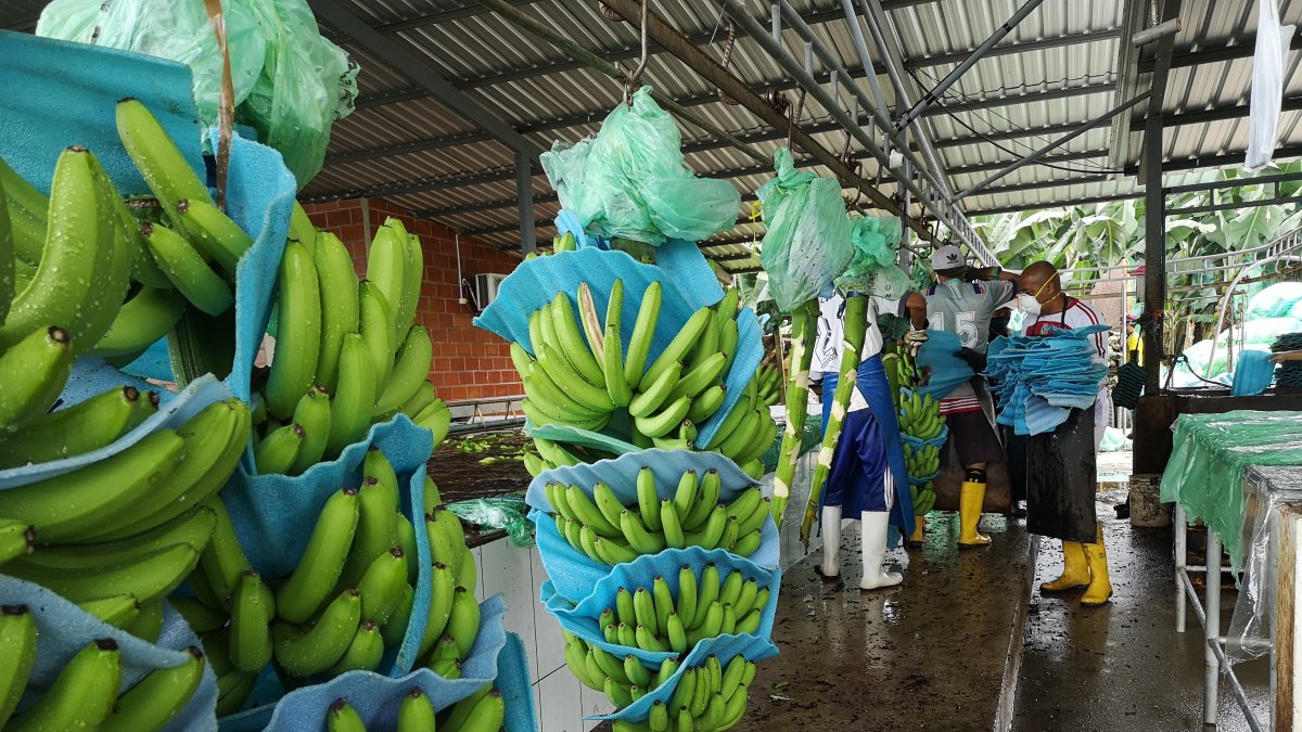 El frío baja la calidad del banano.