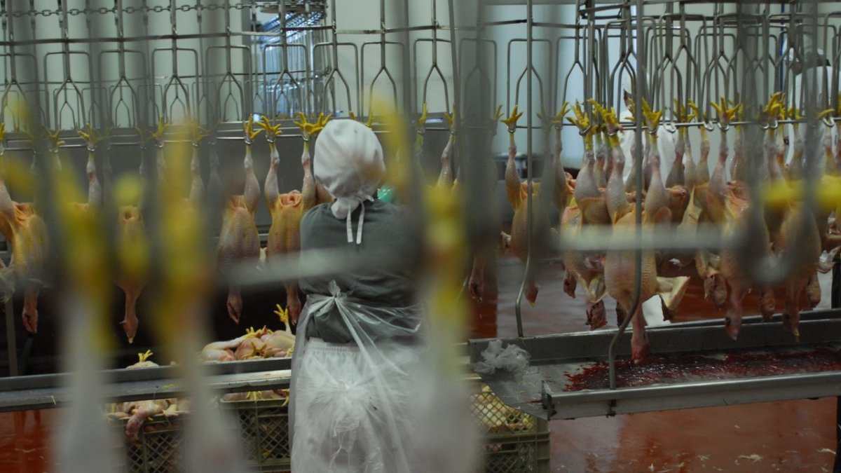 La carne de pollo es la proteína más barata.