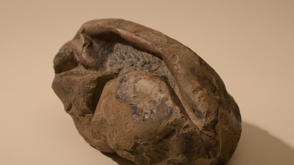 El huevo fue descubierto en una expedición en 2011.