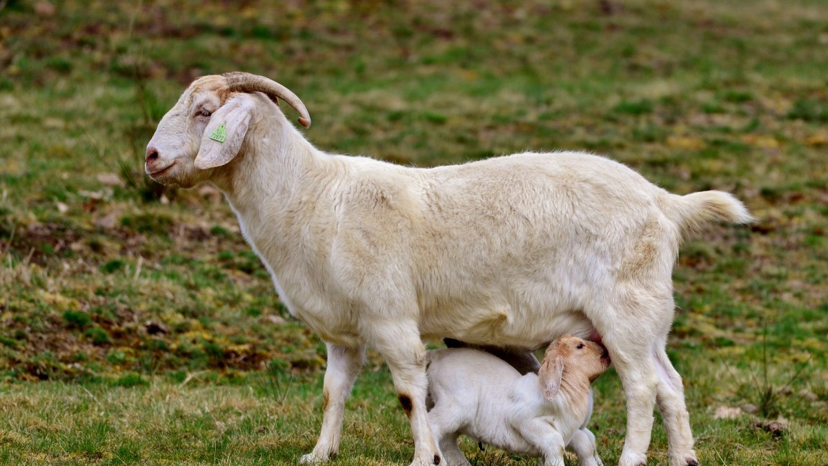 Las alternativas de tratamientos contra el cáncer se amplían con proyectos transgénicos.