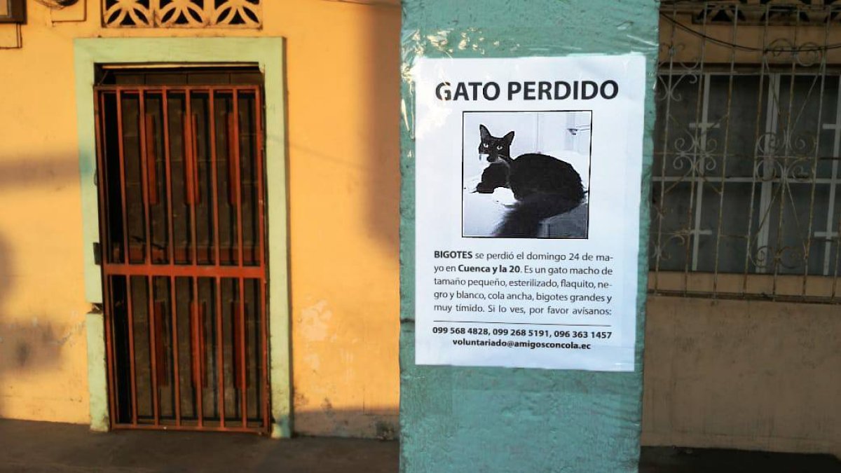 Bigotes se perdió el 24 de mayo y la fundación Amigos con cola aún lo busca.