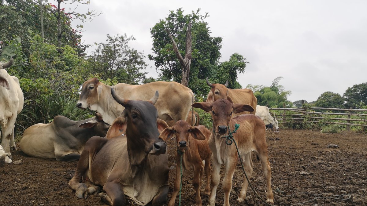La vaca de Héctor Cordero con sus terneros gemelos.