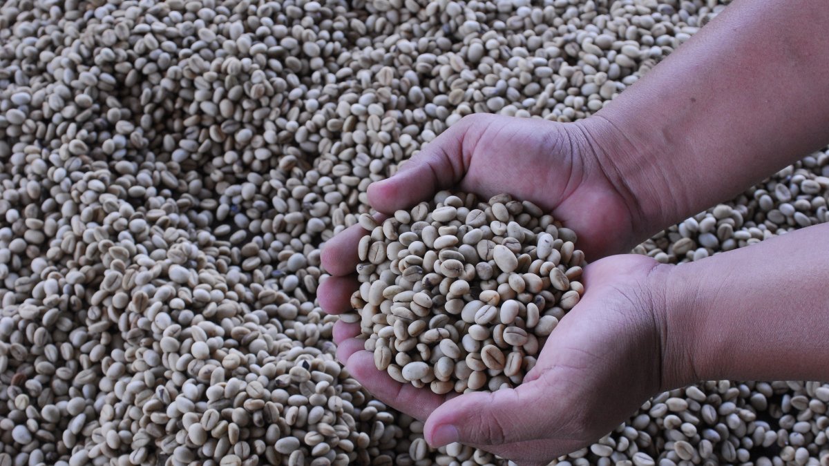 El café robusta no despegó en Ecuador como se esperaba