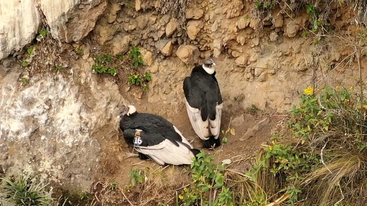 Iguiñaro y su pareja se encuentran bien alimentados y estarían adoptando actitudes reproductivas.