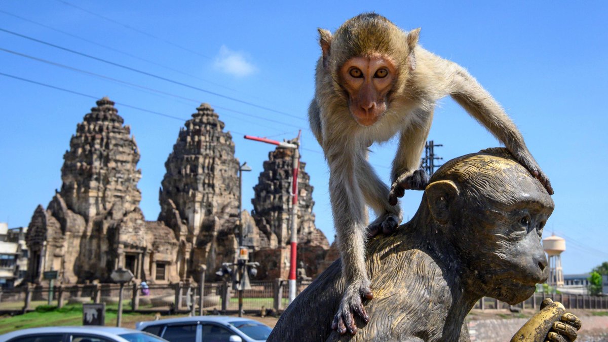 LOPBURI. Un macaco trepa una estatua de mono frente al templo budista Prang Sam Yod en esta ciudad, a 155 km al norte de la capital Bangkok.