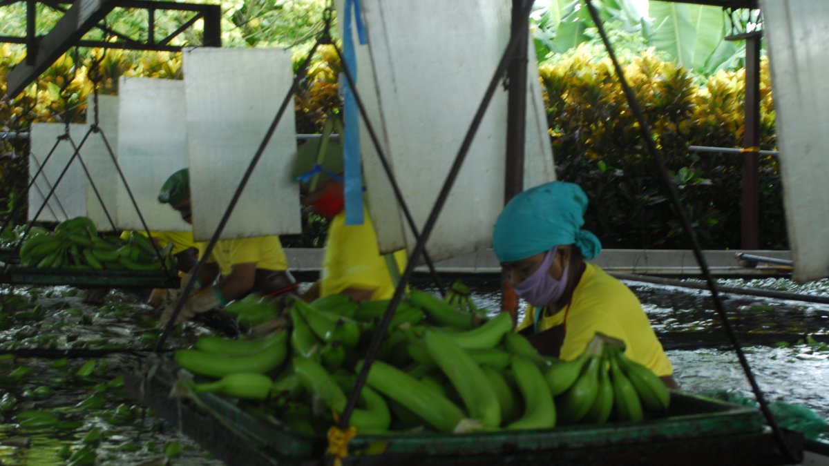 El banano es la fruta más demandada en Europa.