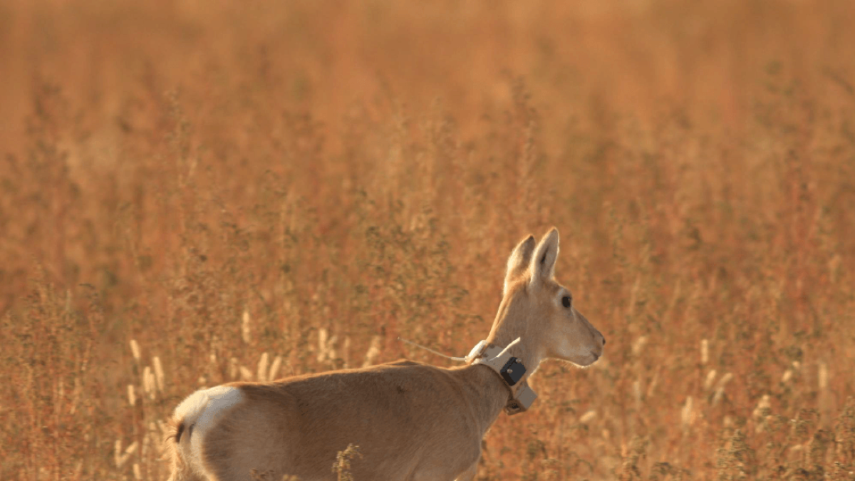 El confinamiento brinda la oportunidad para analizar el impacto humano en el comportamiento de los animales.