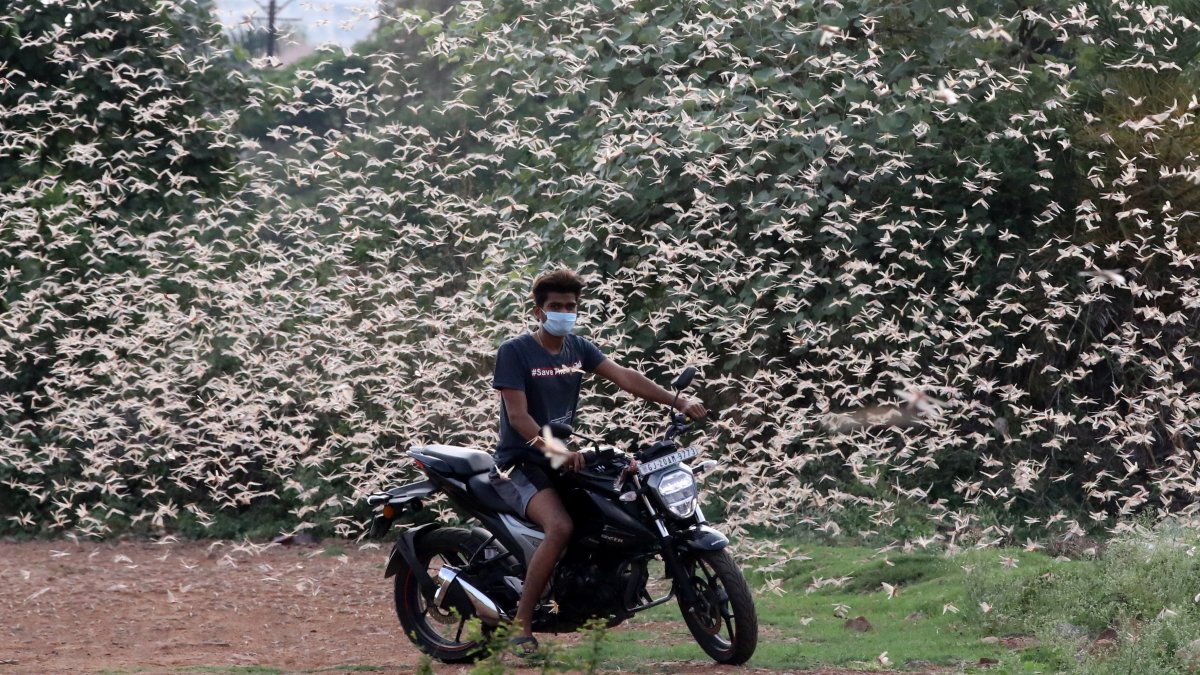Las langostas atacaron varias partes de la India,destruyeron los cultivos e interrumpieron la vida cotidiana en muchas ciudades.